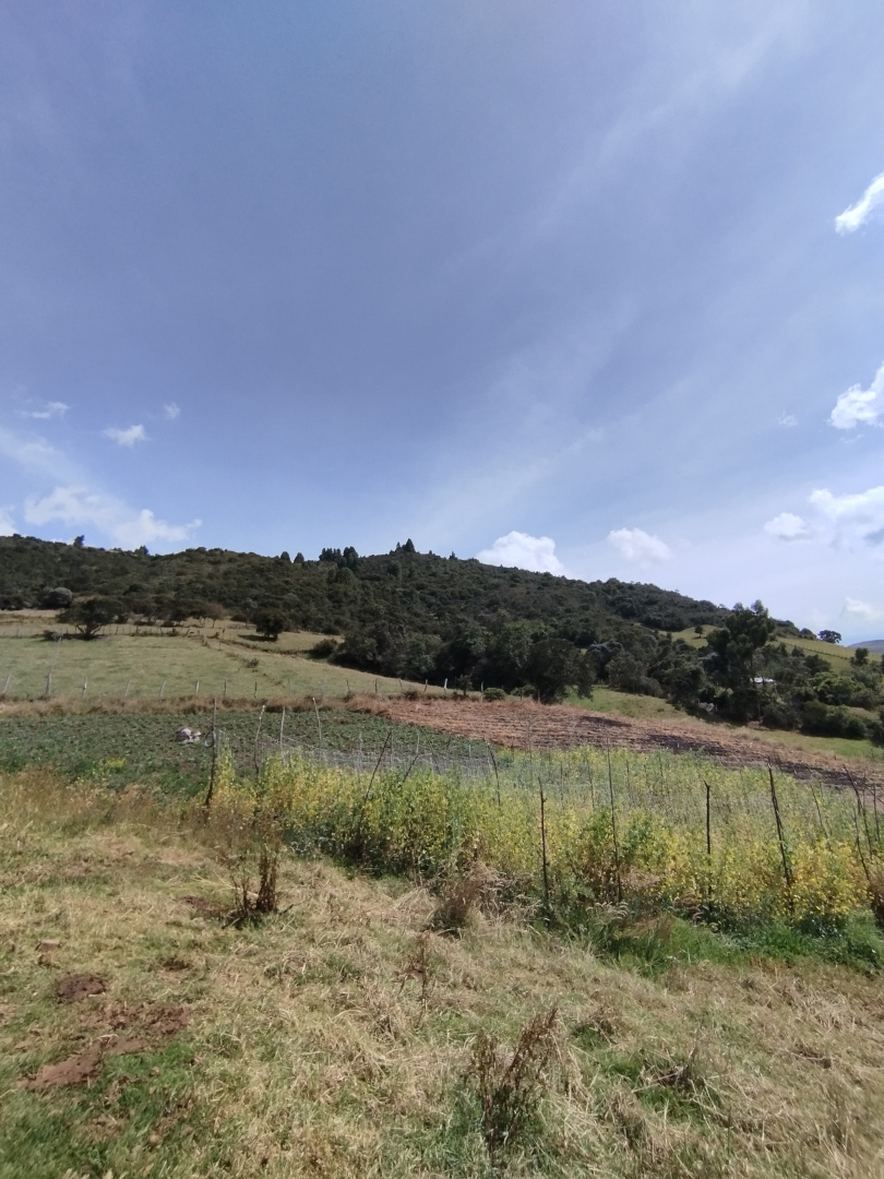 Cultivo de hortalizas boyacences