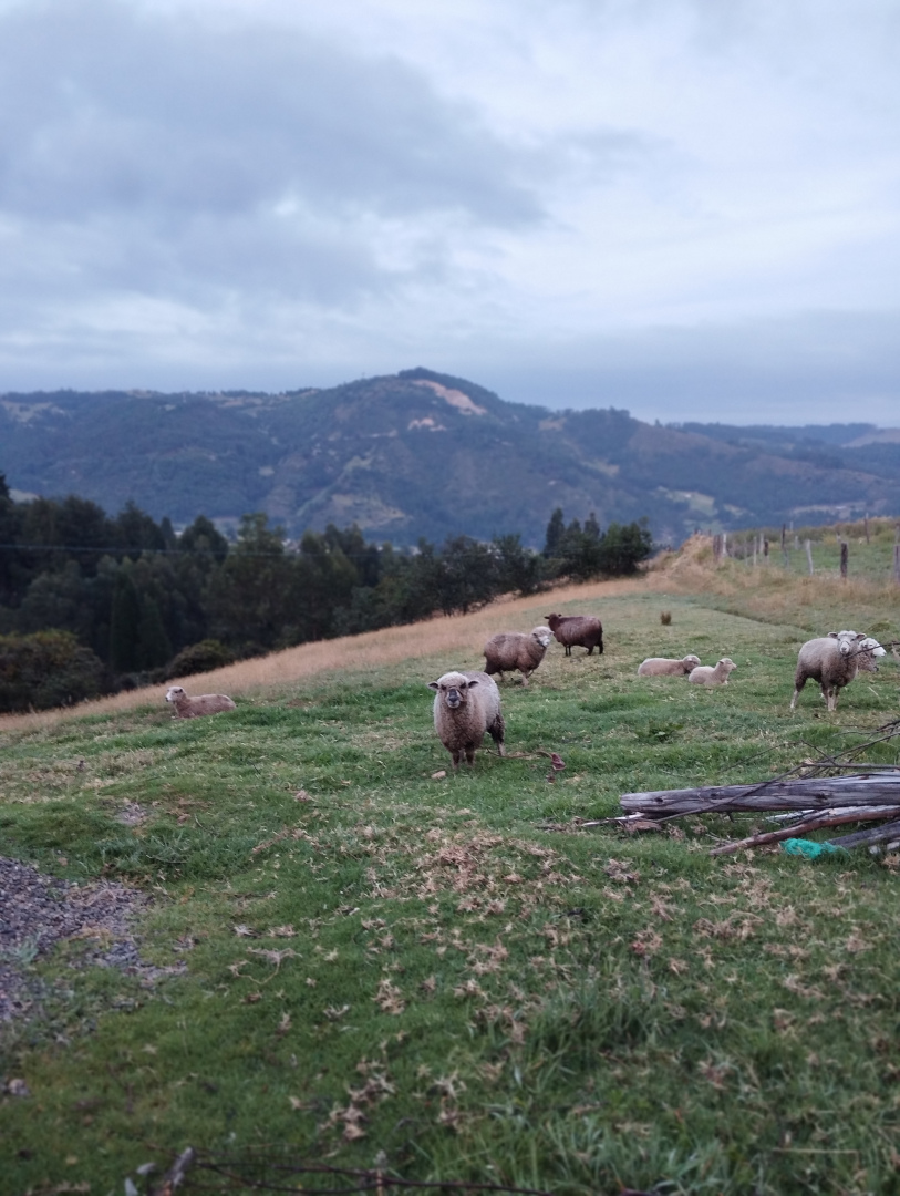 Ovejas de los campesinos boyacenses